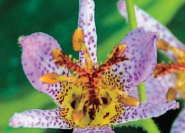 autumn glow toad lily